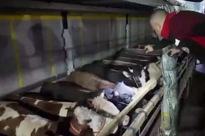 Kurban Bayramı öncesi canlı hayvan kontrolüne sıkı denetim